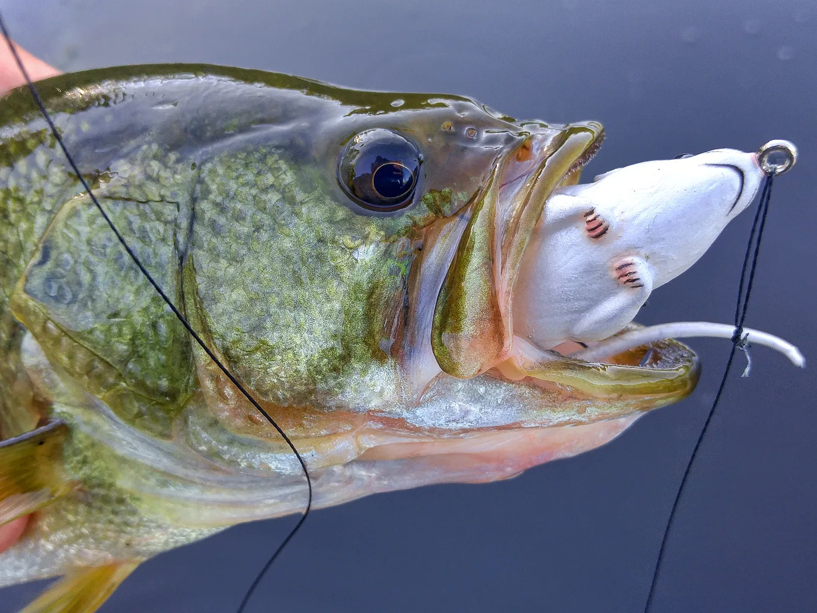 A largemouth bass photographed for the Average Ontario Anglers fishing collection.