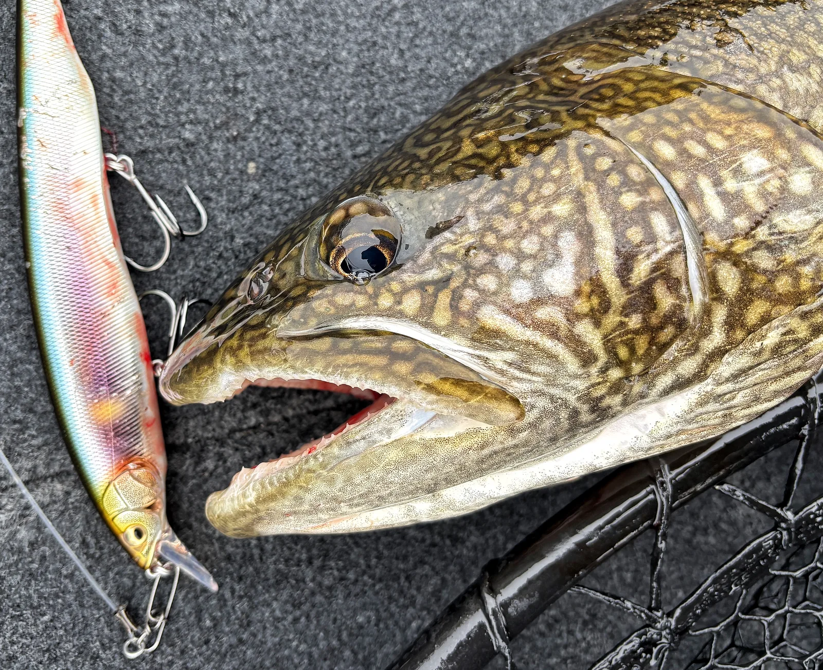 A northern pike photographed for the Average Ontario Anglers fishing collection.