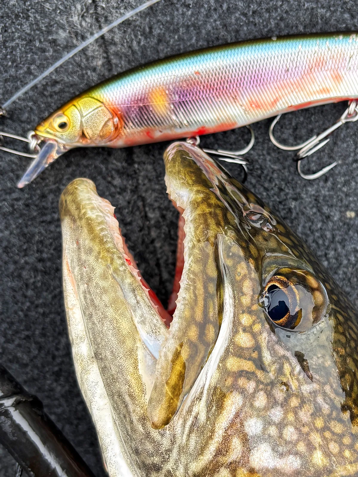 A northern pike photographed for the Average Ontario Anglers fishing collection.
