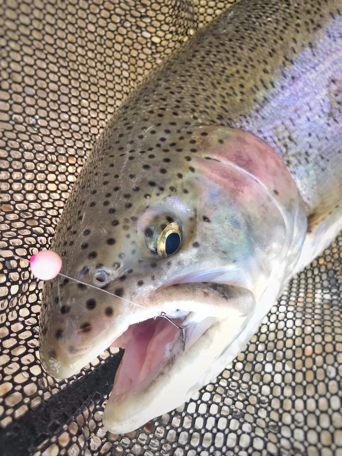 A rainbow trout / steelhead photographed for the Average Ontario Anglers fishing collection.