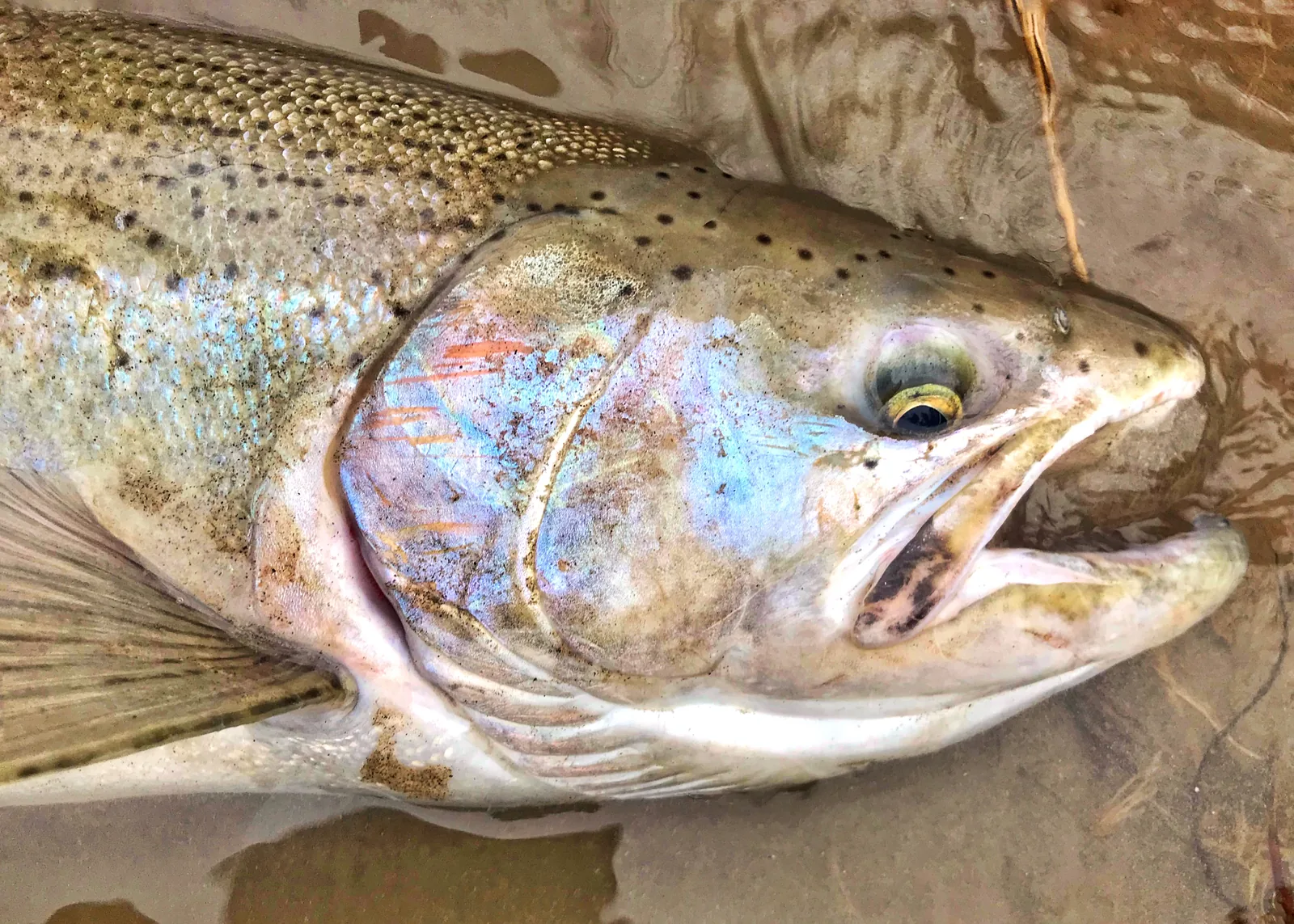 A rainbow trout / steelhead photographed for the Average Ontario Anglers fishing collection.