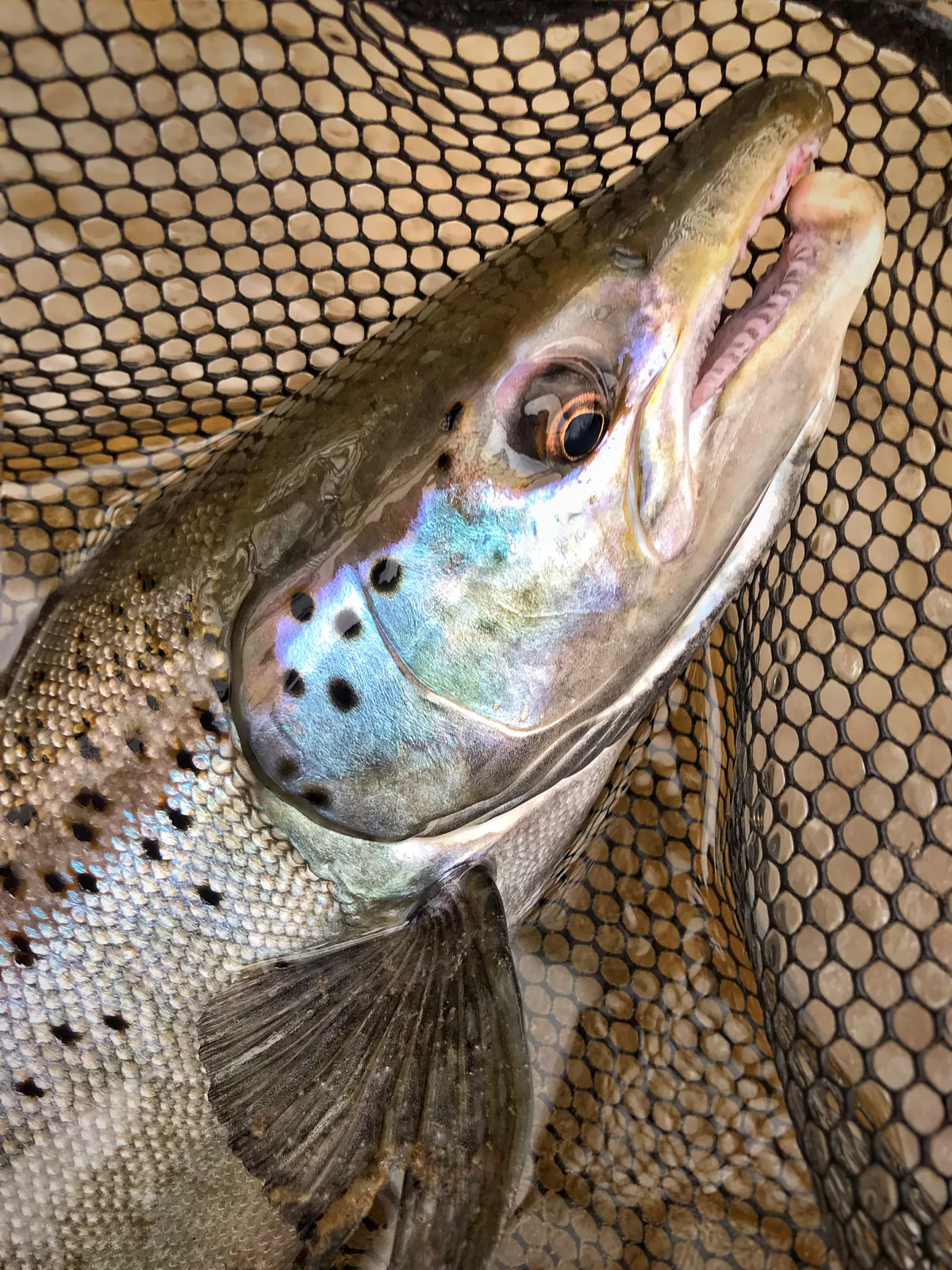 A rainbow trout / steelhead photographed for the Average Ontario Anglers fishing collection.