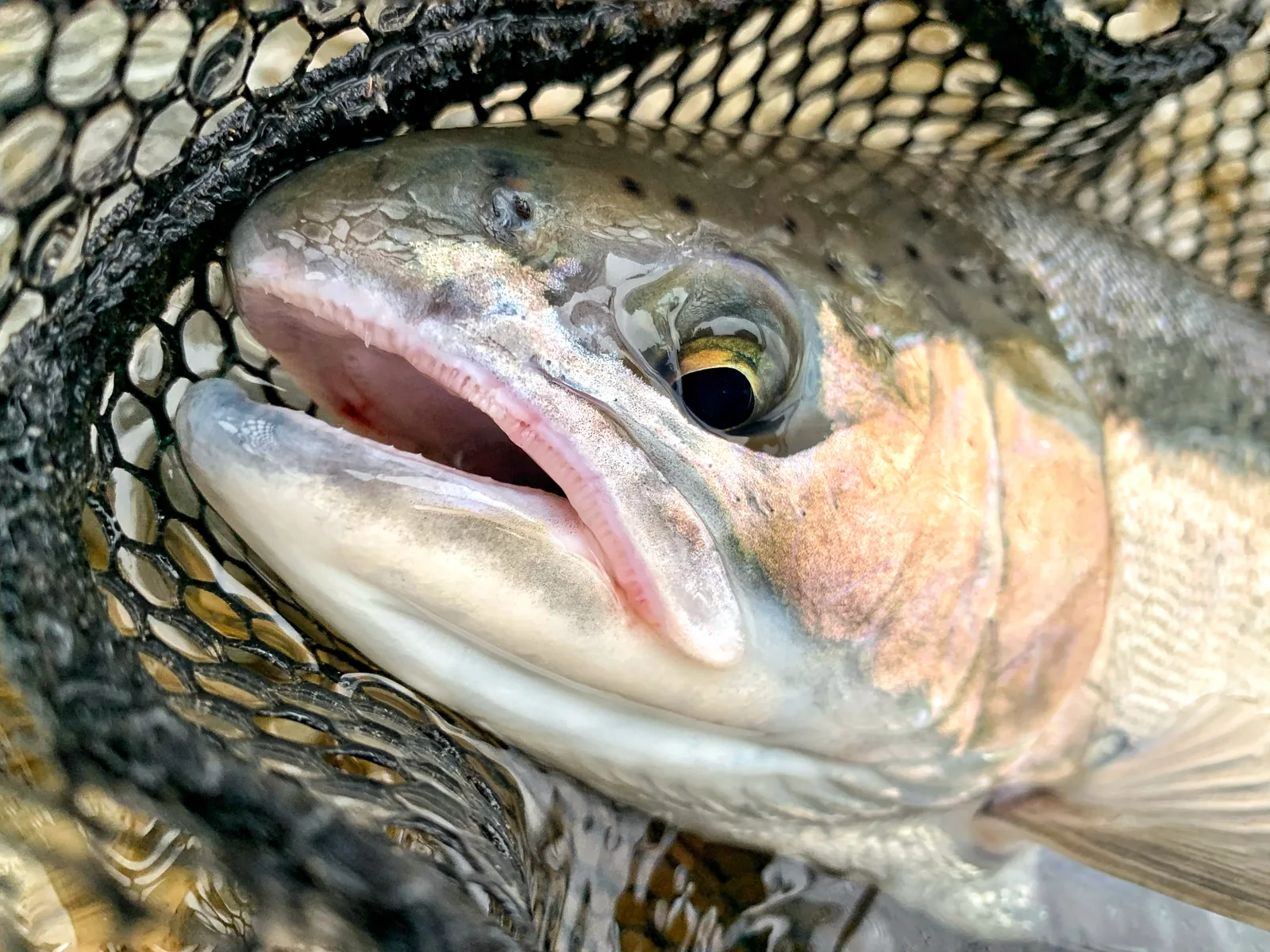 A rainbow trout / steelhead photographed for the Average Ontario Anglers fishing collection.
