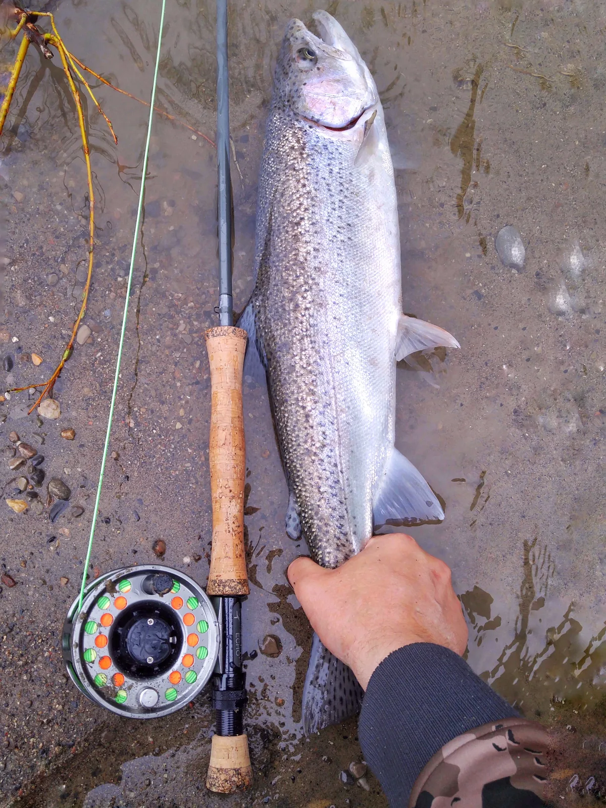 A rainbow trout / steelhead photographed for the Average Ontario Anglers fishing collection.