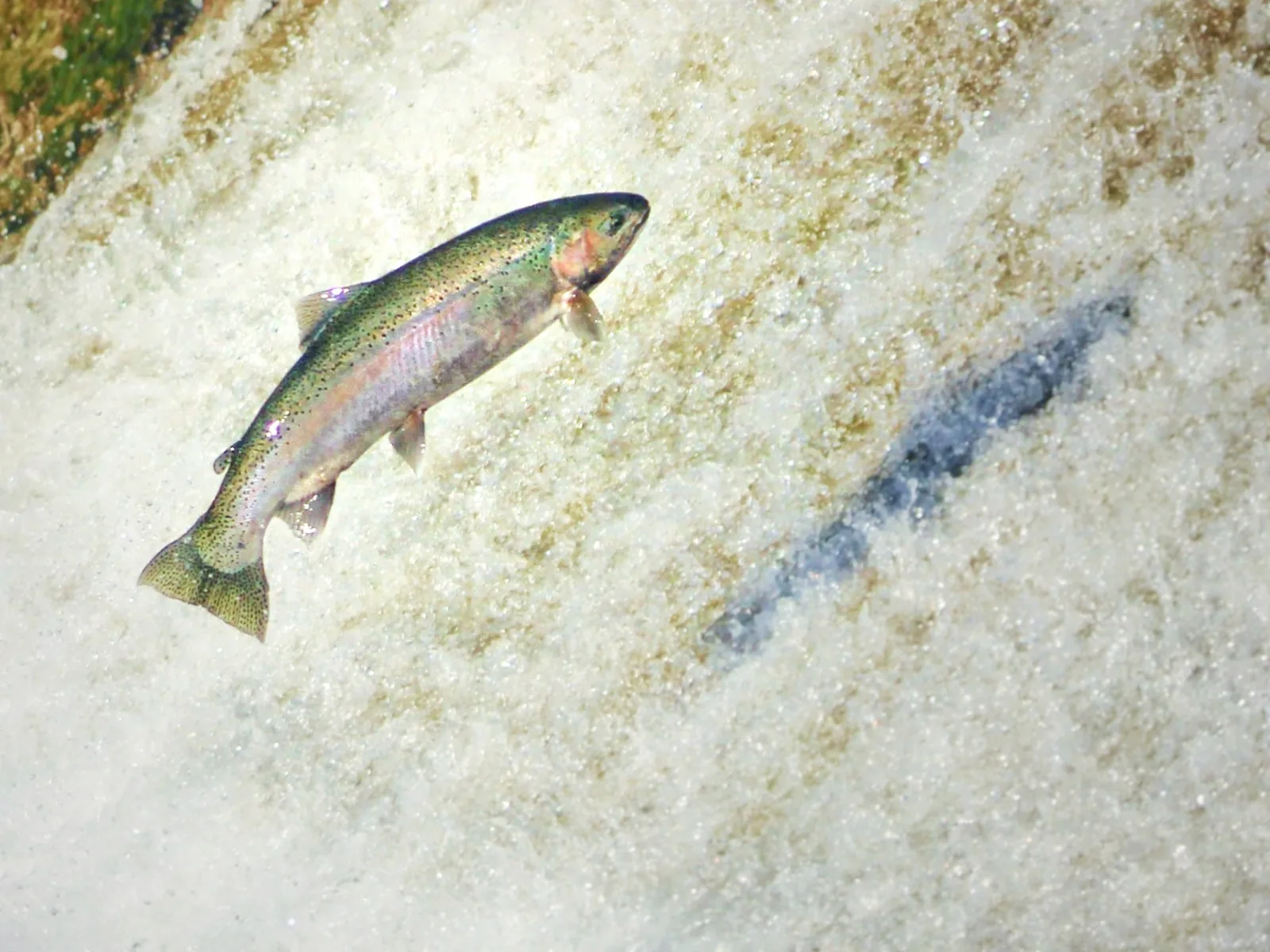 A rainbow trout / steelhead photographed for the Average Ontario Anglers fishing collection.