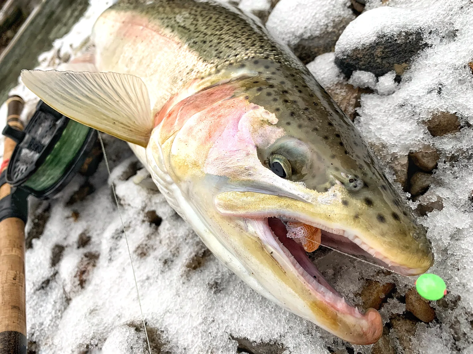 A rainbow trout / steelhead photographed for the Average Ontario Anglers fishing collection.
