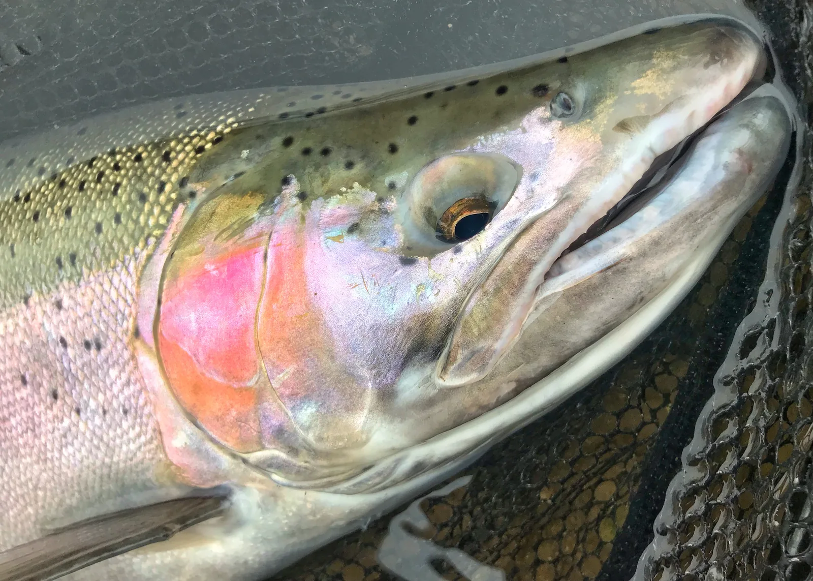 A rainbow trout / steelhead photographed for the Average Ontario Anglers fishing collection.