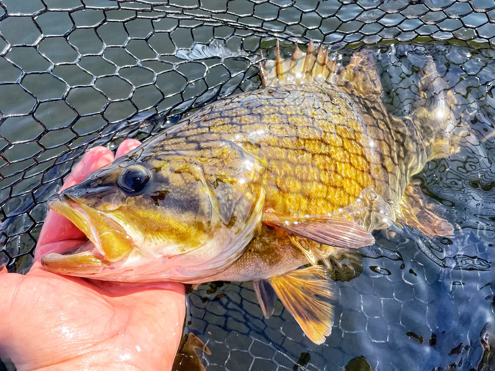 A rock bass photographed for the Average Ontario Anglers fishing collection.