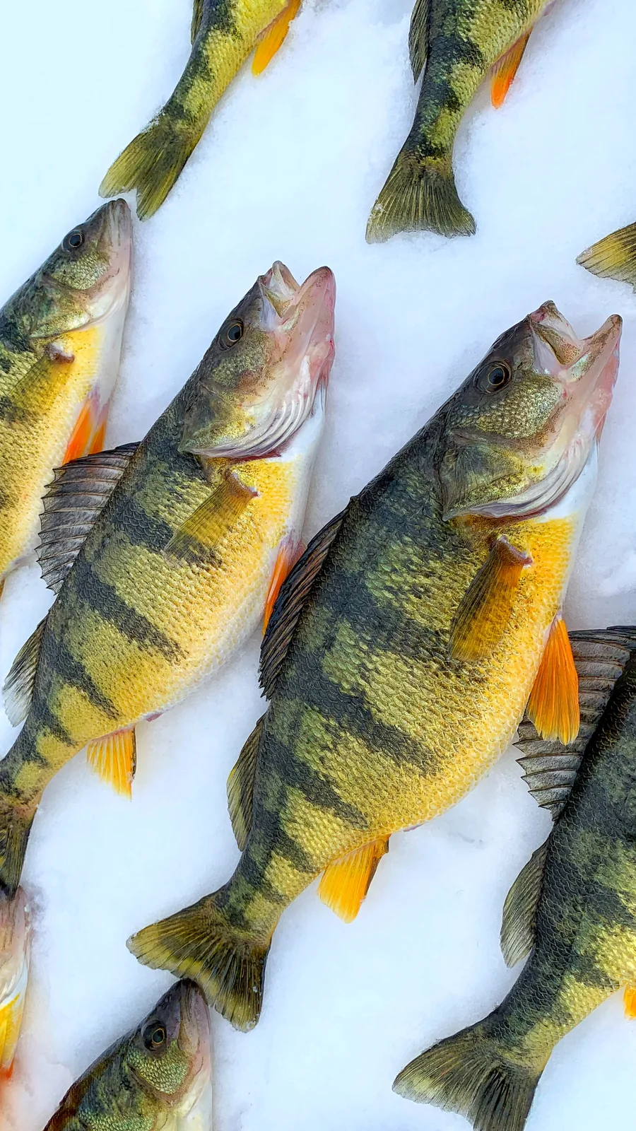 A yellow perch photographed for the Average Ontario Anglers fishing collection.