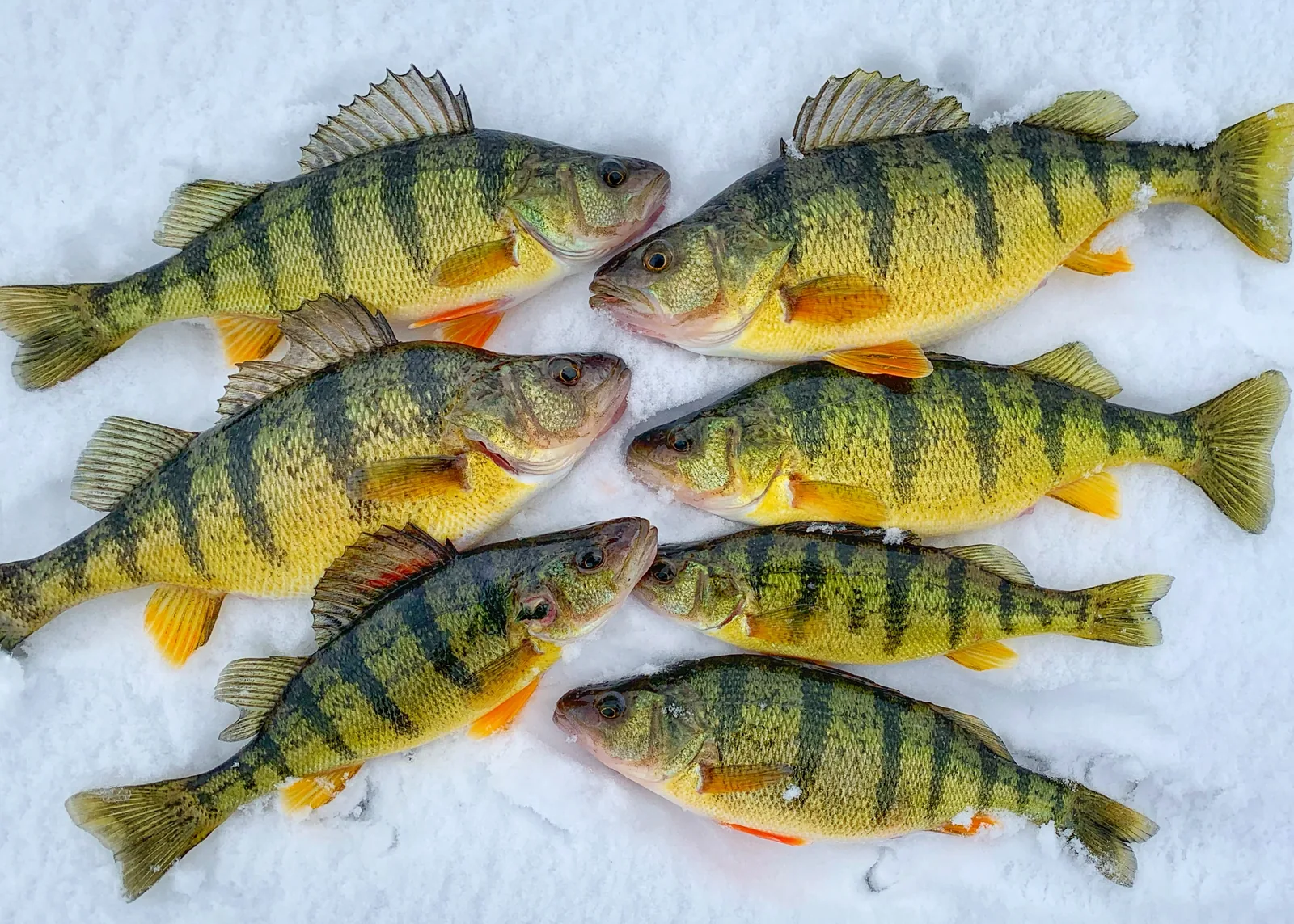 A yellow perch photographed for the Average Ontario Anglers fishing collection.