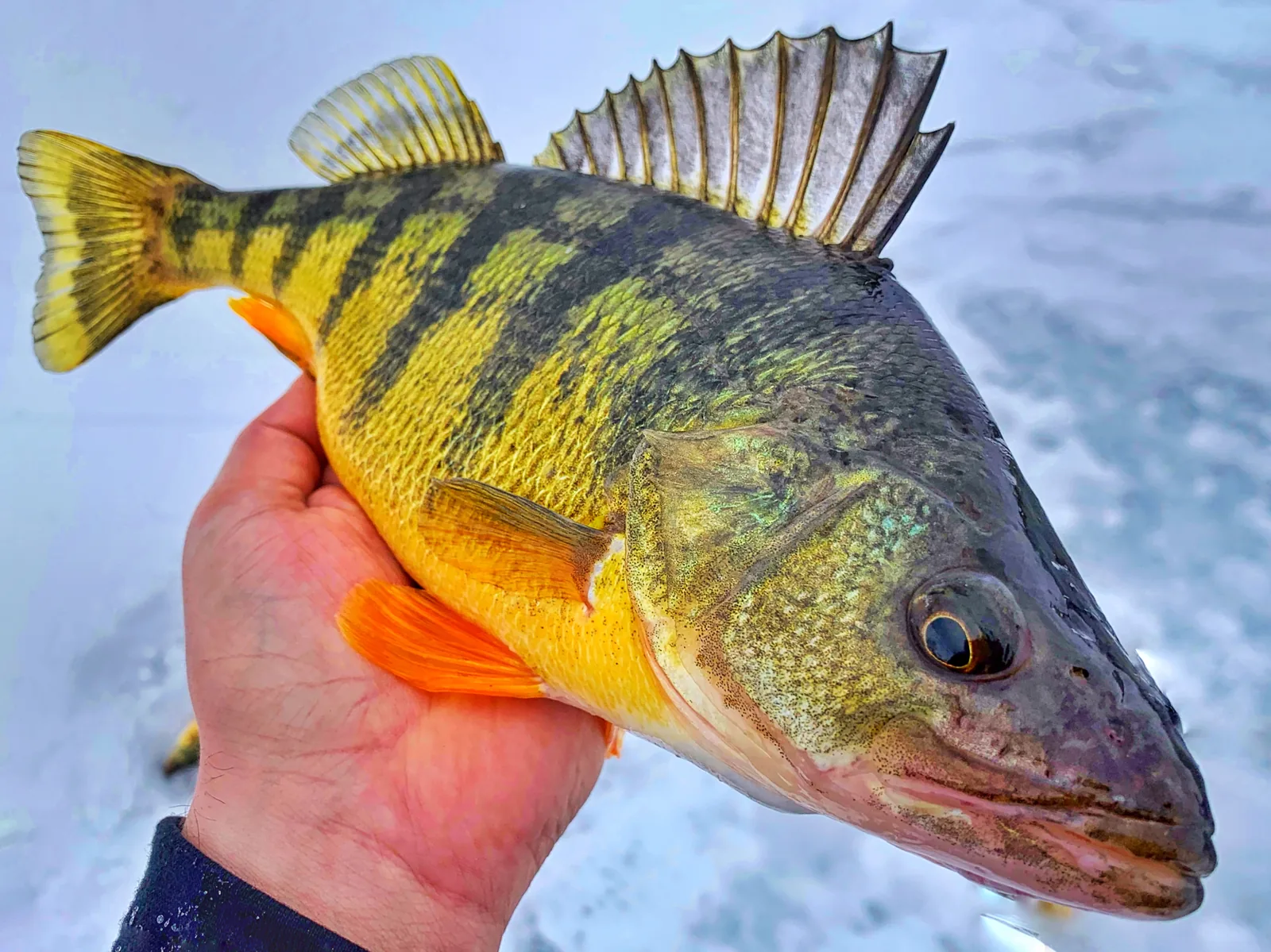A yellow perch photographed for the Average Ontario Anglers fishing collection.