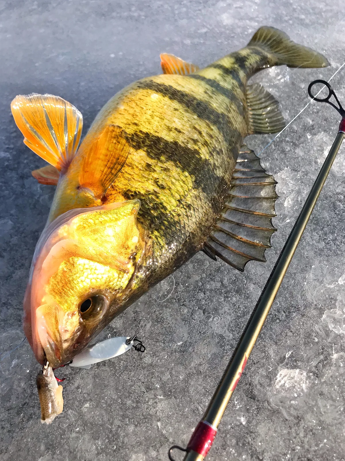 A yellow perch photographed for the Average Ontario Anglers fishing collection.