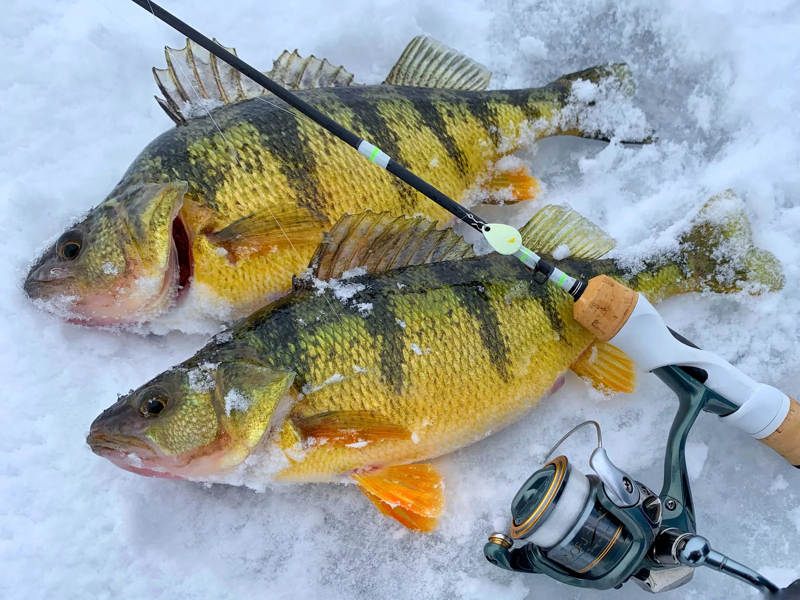 A yellow perch photographed for the Average Ontario Anglers fishing collection.
