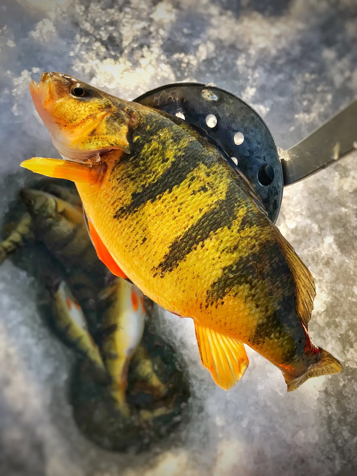 A yellow perch photographed for the Average Ontario Anglers fishing collection.