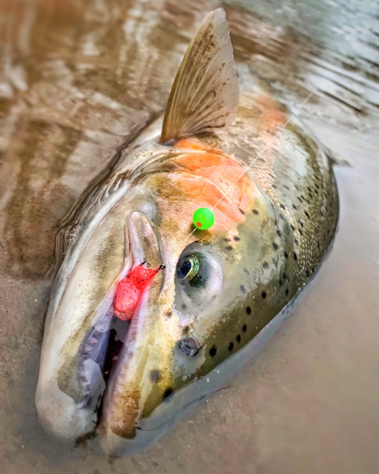 Jesse from Fishing Loons holding a rainbow trout / steelhead while fishing.